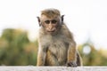 Young, ugly looking Macaque Monkey, Sri Lanka