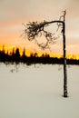 Young ugly pine in winter