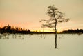 Young ugly pine in winter Royalty Free Stock Photo