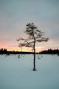 Young ugly pine in winter Royalty Free Stock Photo