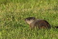 The groundhog Marmota monax woodchuck Royalty Free Stock Photo