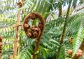 Young unfolding fern leaf