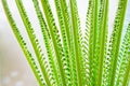 Young unfolding palm Cycas leaves near the tree, close-up view Royalty Free Stock Photo