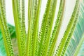 Young unfolding palm Cycas leaves near the tree, close-up view Royalty Free Stock Photo