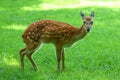 A young unfortunate deer looks into the camera Royalty Free Stock Photo