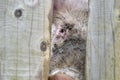 Young unhappy dirty pig on the farm, close-up of a pig`s head and eye. Muddy pig. Pig sad look. Animal behind wood fence Royalty Free Stock Photo