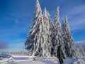Young unidentifiable photographer admiring the pine trees covered with snow