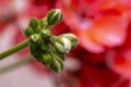 Young unopened white buds of zonal pelargonium, geranium flowers, close-up, selective focus, Royalty Free Stock Photo