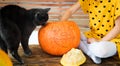 Young unrecognisable girl sitting on a table playing with halloween pumpkin and her pet cat. Halloween lifestyle. Royalty Free Stock Photo