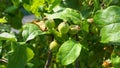 Young and unripe green apples and leaves on the branch in the morning sun close up. Royalty Free Stock Photo