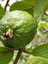 Young Unripe Guava fruit with green leaves Royalty Free Stock Photo