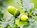 Young Unripened Acorns