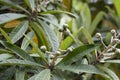 Young unripened fruits of Japanese Loquat, Eriobotrya japonica