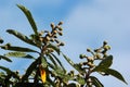 Young unripened fruits of Japanese Loquat, Eriobotrya japonica, on the branch
