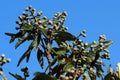 Young unripened fruits of Japanese Loquat, Eriobotrya japonica, on the branch