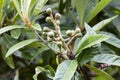 Young unripened fruits of Japanese Loquat, Eriobotrya japonica