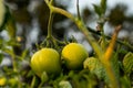 Young unripened tomatoes growing on a home garden