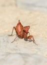 A Praying mantis, Mantis religiosa, Spain. Royalty Free Stock Photo