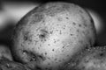 Young unwashed potatoes black and white