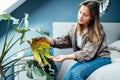 Young upset, sad woman examining dried dead foliage of her home Monstera plant. Houseplants diseases. Diseases Disorders Royalty Free Stock Photo