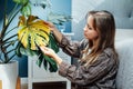 Young upset, sad woman examining dried dead foliage of her home Monstera plant. Houseplants diseases. Diseases Disorders Royalty Free Stock Photo