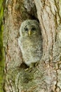 An young Ural Owl Royalty Free Stock Photo