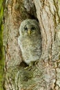 An young Ural Owl