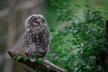Young ural owl in the forest Royalty Free Stock Photo