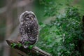 Young ural owl in the forest