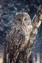 Ural Owl sit in a tree and looking on the the camera in winter time