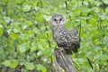 Young Ural owl on a tree