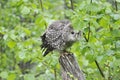 Young Ural owl on a tree