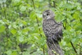 Young Ural owl