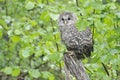 Young Ural owl Royalty Free Stock Photo