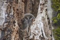 Young Ural Owls Strix uralensis sitting on nest