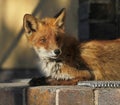 Young urban fox Royalty Free Stock Photo