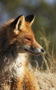 Young urban fox Royalty Free Stock Photo