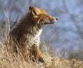 Young urban fox Royalty Free Stock Photo