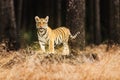 A young Ussuri tiger crawls on a log in a mysterious forest. Panthera tigris tigris also called Amur tiger Panthera tigris Royalty Free Stock Photo