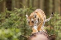 A young Ussuri tiger walks on a log in the autumn forest.Panthera tigris tigris also called Amur tiger Panthera tigris altaica Royalty Free Stock Photo