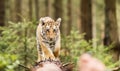 A young Ussuri tiger walks on a log in the autumn forest.Panthera tigris tigris also called Amur tiger Panthera tigris altaica Royalty Free Stock Photo