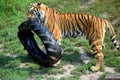 Young Ussurian Tiger Playing with Tire