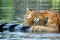 Young Ussurian Tiger Playing with Tire in Water