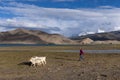 Young Uyghur sheperd girl with goats in the Karakul Lake in Northwestern China