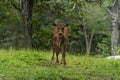 Young veal tied up a tree Royalty Free Stock Photo