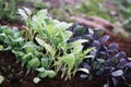 Young vegetable plants Royalty Free Stock Photo