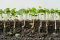 Young vegetable sprouts growing in soil profile view, concept of agriculture and plant growth, germination sequence of seedlings
