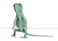 Young veiled chameleon, Chamaeleo calyptratus Royalty Free Stock Photo