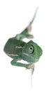 Young veiled chameleon, Chamaeleo calyptratus