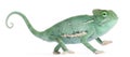 Young veiled chameleon, Chamaeleo calyptratus Royalty Free Stock Photo